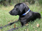 Lucky Love Dog - Adjustable Dog Collar with Easy Click Buckle for Small Dogs, Durable, & Comfortable for Male & Female Dogs, Pet Collar for Puppies & Adult Ones - Scotty, XS