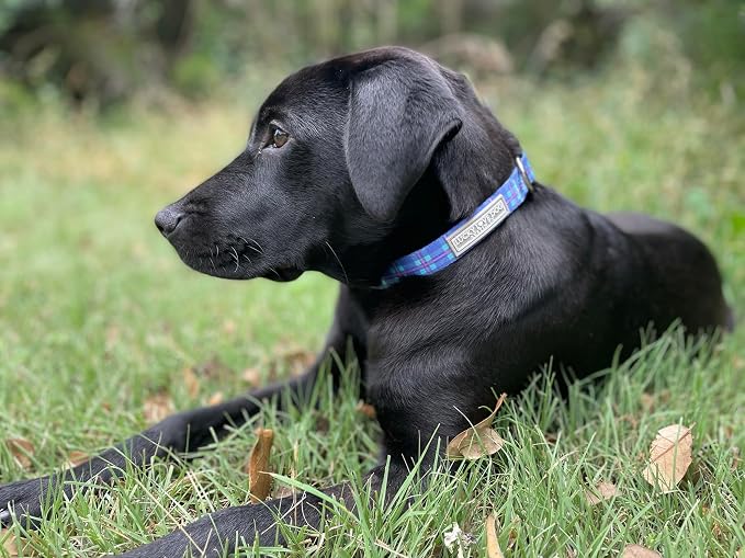 Lucky Love Dog - Adjustable Dog Collar with Easy Click Buckle for Small Dogs, Durable, & Comfortable for Male & Female Dogs, Pet Collar for Puppies & Adult Ones - Scotty, XS