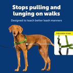 PetSafe Easy Walk No-Pull Dog Harness - Ultimate Harness to Help Stop Pulling - Pull-Free Walks - Take Control & Teach Better Leash Manners - Patented Martingale Loop Design - Apple Green, Medium