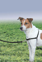 PetSafe Easy Walk Harness for Dogs - Pull-Free Walks - Patented Martingale Loop Design - Front Chest Leash Attachment - Comfort Straps - Breathable Harness Design - Small, Black/Silver