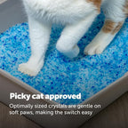 PetSafe ScoopFree Odor Control Crystal Cat Litter, Fresh Scent, 8 Lb Bag, Pack of 3