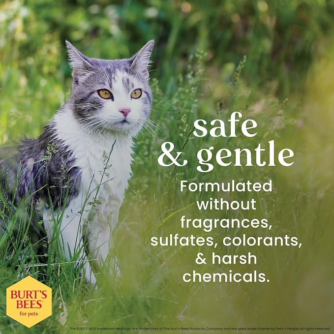Burts Bees for Pets Hypoallergenic Cat Shampoo, Unscented, 10 Fl Oz, 2-Pk | Gentle shea butter and honey formula for indoor cats with dry or sensitive skin, pH balanced