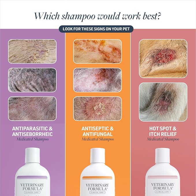 Veterinary Formula Clinical Care Antiseptic and Antifungal Medicated Shampoo for Dogs & Cats, 16 Fl Oz – Helps Alleviate Scaly, Greasy, red Skin – Paraben, Dye, Soap-Free (2 Pack) | Two 16 oz bottles for antiseptic and antifungal care of scaly, greasy ...