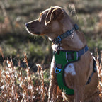 Embark Adventure Small Dog Harness – No-Pull, Reflective Trim, Military-Grade Nylon, Front Clip with Gel-Lined Handle