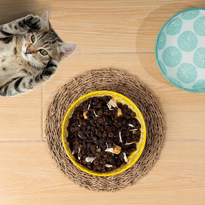 Selamica Ceramic Cat Bowls, 5.6 Inch Wide Shallow Cat Food Bowl/Dishes for Food and Water, Whisker Friendly, Set of 6, Assorted Colors