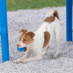 Best Pet Supplies Interactive Squeaky Dog Chew Toy, Ideal Dog Toys for Chewers, Small, Medium & Large Dogs, and Fetch Lovers - Tennis (Assorted Color), Medium (Pack of 4)