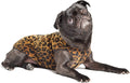 Goldpaw Stretch Fleece Dog Sweater - with Spandex for 4-Way Stretch - Soft, Comfortable Dog Coat - Machine Washable - Made in the USA - Leopard - Size 6