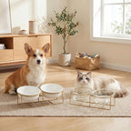Elevated Dog Bowl Set of 2 - Double Glass Bowls with Gold Iron Stand - Raised Dishes Comfortable Feeding - Ideal for Small to Medium Sized Dogs