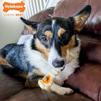 Nylabone Power Chew Knuckle Bone & Pop-in Dog Treat Toy & 30 Treat Refills | Medium breeds, chicken flavor, all-natural treats, dog enrichment, interactive dog toys to keep them busy, dogs up to 35 lbs