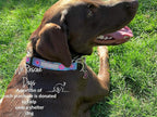 Lucky Love Dog - Adjustable Dog Collar with Easy Click Buckle for Small Ones, Durable, & Comfortable for Male & Female Dogs, Pet Collar for Puppies & Adult Dogs - Clara, XS