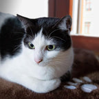 Cozy Window Cat Bed - 12.5x16in Washable, Perfect for Window Sill - Kitten & Cat Accessory