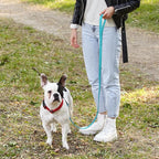 Dogline Biothane Waterproof Dog Leash Strong Coated Nylon Webbing with Black Hardware Odor-Proof Easy to Clean High Performance for Small or Large Dogs Made in USA 4 or 6 ft Lead, Sky Blue