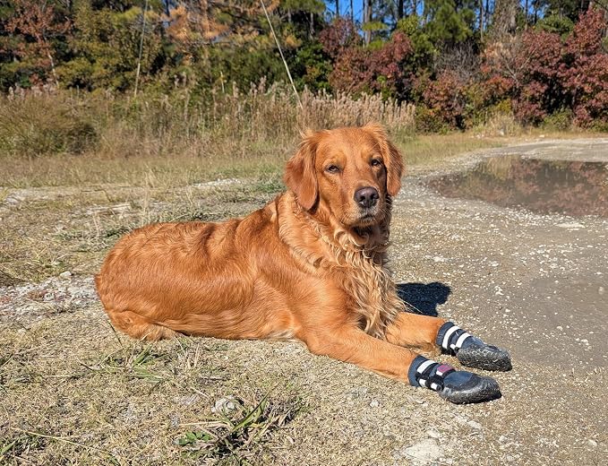 Bark Brite NEW All Terrain All Weather Neoprene Dog Shoe (Stone Blue, Medium)