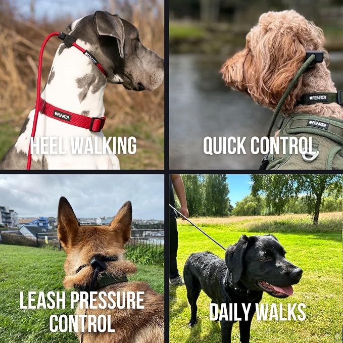 Fenrir Slip Leash 1.4m Professional Dog Training Lead to Stop Pulling, Perfect for Walks, Easy to Use, Spring Loaded Stopper, Light Weight and Durable (Green)