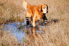 All Weather Neoprene Paw Protector Dog Boots with Reflective Straps in 5 Sizes! (Black Medium)