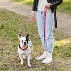 Dogline Biothane Waterproof Dog Leash Strong Coated Nylon Webbing with Black Hardware Odor-Proof Easy to Clean High Performance for Small or Large Dogs Made in USA 4 or 6 ft Lead, Passionfruit Pink