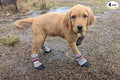 All Weather Neoprene Paw Protector Dog Boots with Reflective Straps in 5 Sizes! (Multicolor Small)