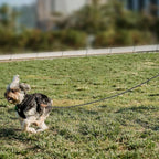Mile High Life Dog Leash Braided Cotton Rope with Leather-Reinforced Ends | Rust-proof 360° swivel clasp, Heavy-duty for small/medium breeds. Great for weddings, daily walks (5 FT, 1/3", Dark Gray)