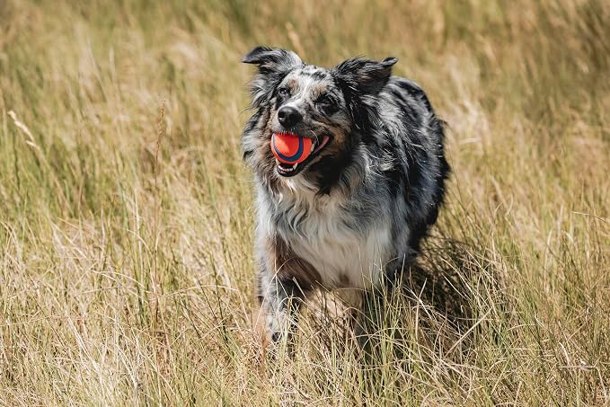Chuckit! Ultra Ball Dog Toy - Medium Bouncy Fetch Balls For Dogs 20-60 lbs - Made from Durable Rubber - Floating Water Pet Toys - Size Medium - 2.5-inch Diameter - Pack of 2 | Bouncy durable rubber design for pups 20-60 lbs, high bounce action for acti...