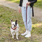 Dogline Biothane Waterproof Dog Leash Strong Coated Nylon Webbing with Black Hardware Odor-Proof Easy to Clean High Performance for Small or Large Dogs Made in USA 4 or 6 ft Lead, Merlot Burgundy