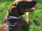Lucky Love Dog, Boho Chic Matching Dog Collar and Leash Set, Vivid Pink and Turquoise Collar and Leash for Dogs, Soft, Adjustable, Safe for Training and Walking - (Medium, Clara Combo)